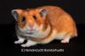 Hamsterhuette´s Trick